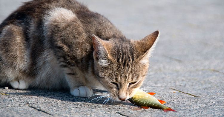 Gato comiendo pescado