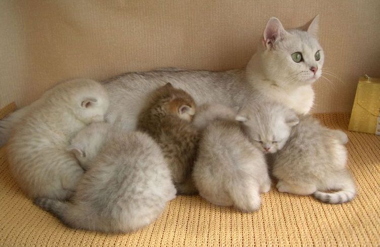 Gata y sus gatitos