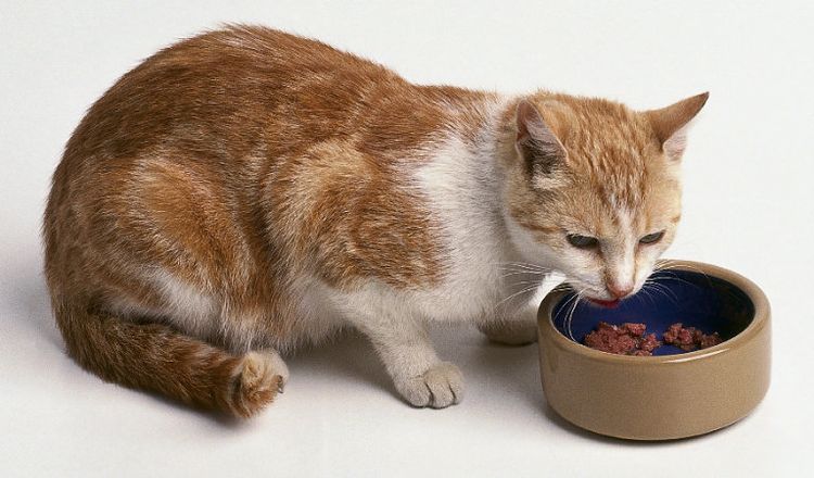 La gata come conservas