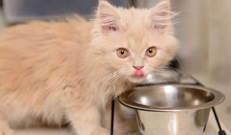 Gatito junto al cuenco con comida