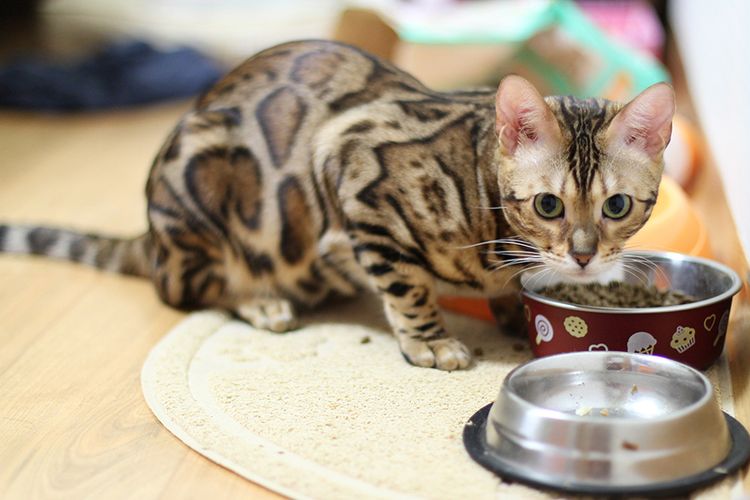 Gato junto al plato con pienso