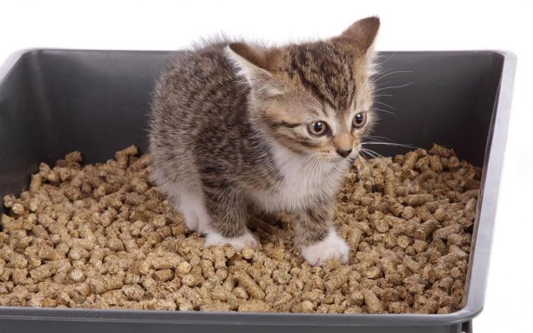 Arena de madera para gatos