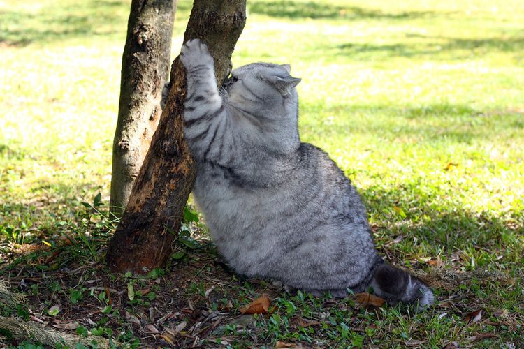 Gato gordo