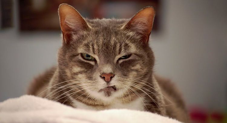 El gato entorna los ojos