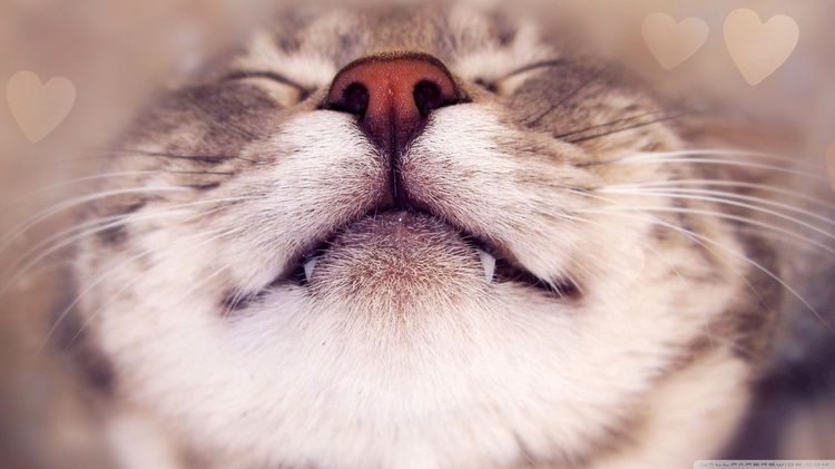 El gato sonríe