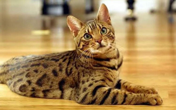 Schöne Katze