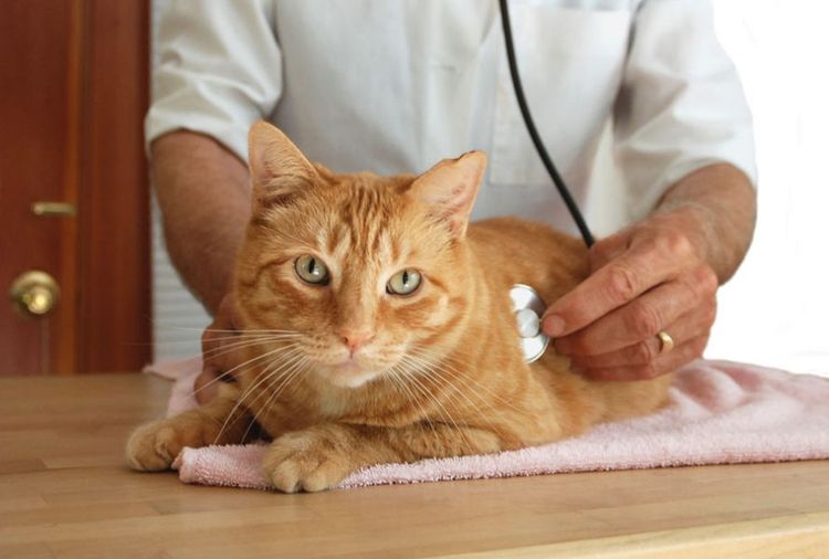 Katze beim Tierarzt