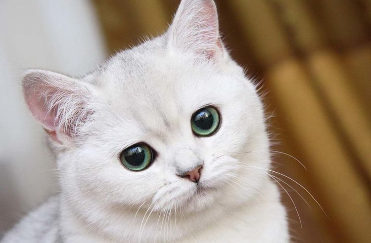 Weiße Katze