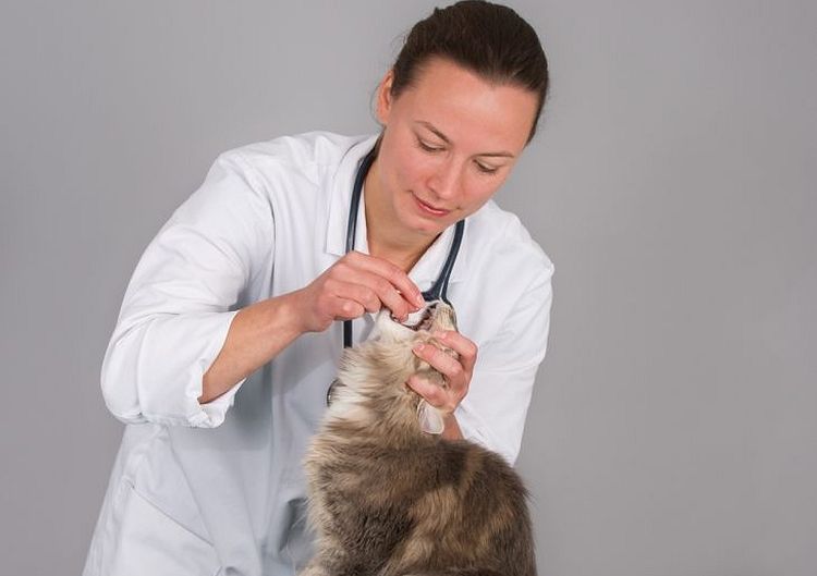 Wie Sie Ihrer Katze eine Tablette geben