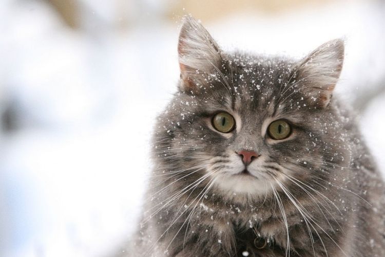 Katze im Schnee