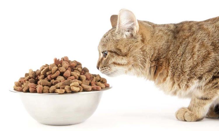 Gata junto al cuenco con comida