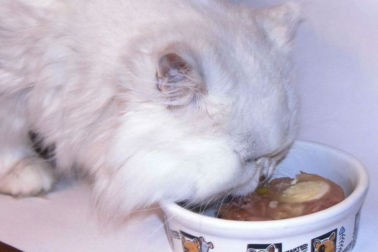 Gato peludo come alimento húmedo