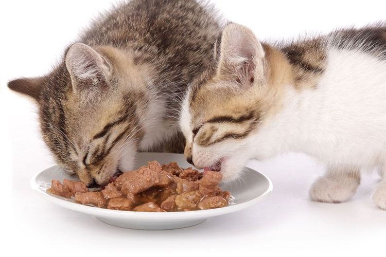 Gatitos comiendo comida enlatada
