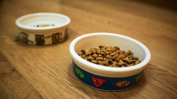 Cuenco con comida para gatos