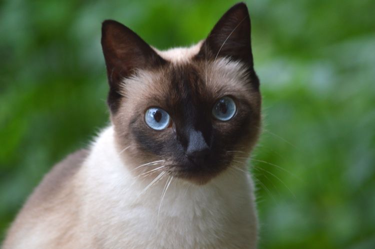 Gato de ojos azules