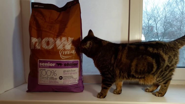Gato y alimento Now Natural Holistic - alimento para gatos