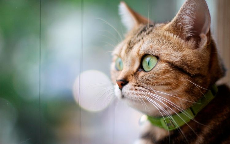 Gato con collar antipulgas