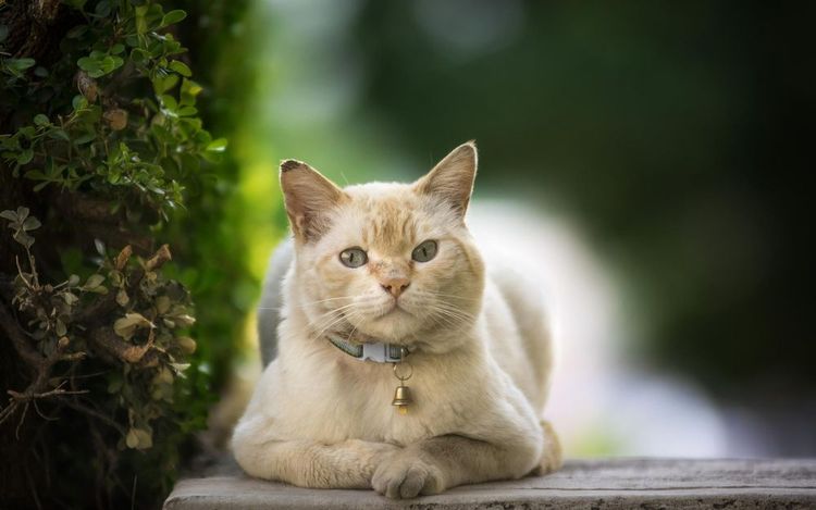 Gato con collar antipulgas