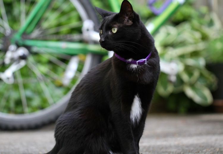Gata negra