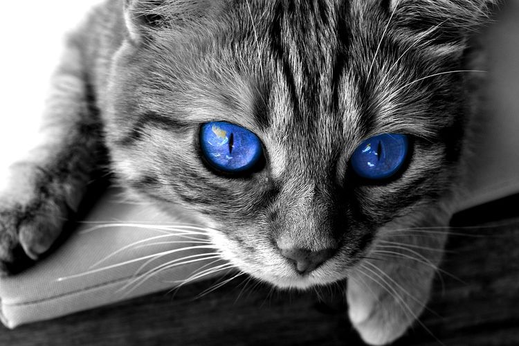 Gato con ojos azules
