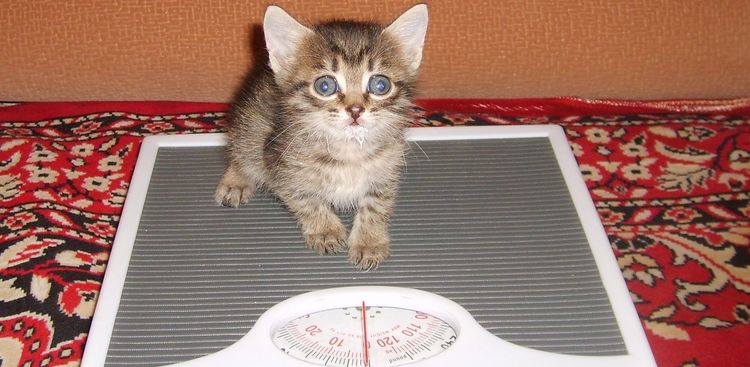 Gatito en la báscula