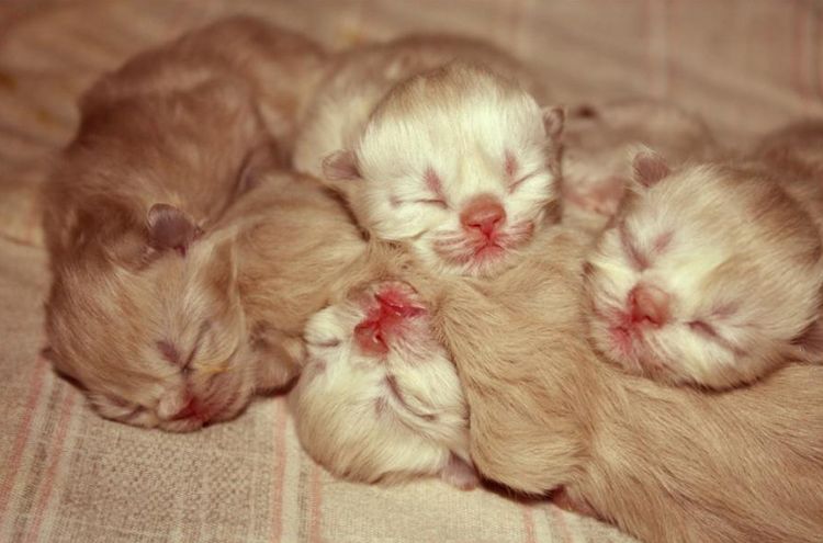 Gatitos pequeños