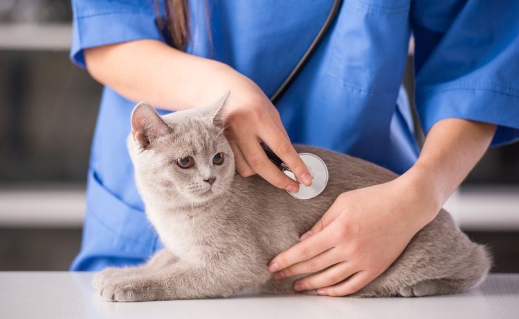 Gato en el veterinario