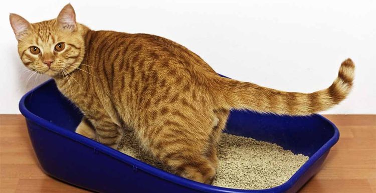 Problemas del sistema genitourinario en gatos