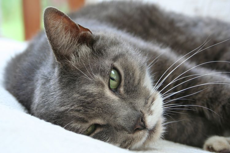 Gato con signos de enfermedad