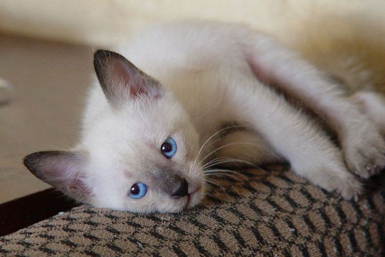 Gatito triste