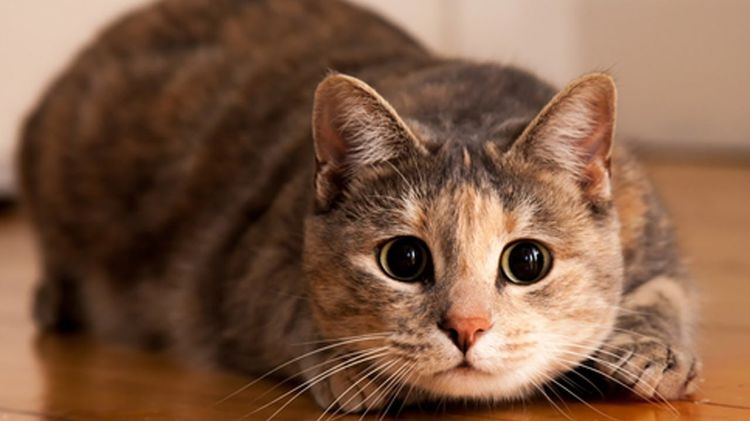 Gato sorprendido