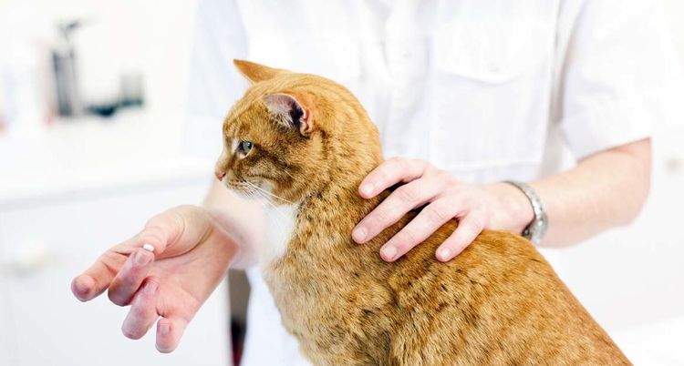 Comprimido para gato