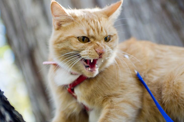 El gato bufa