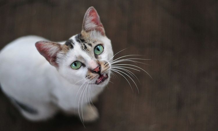 Gato
