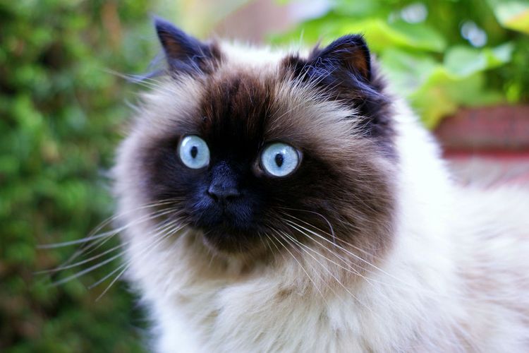 Gato sorprendido