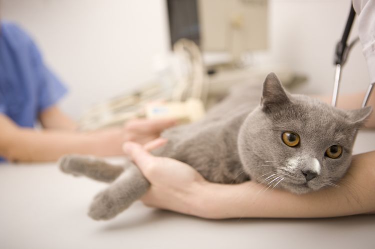 Ecografía para gato