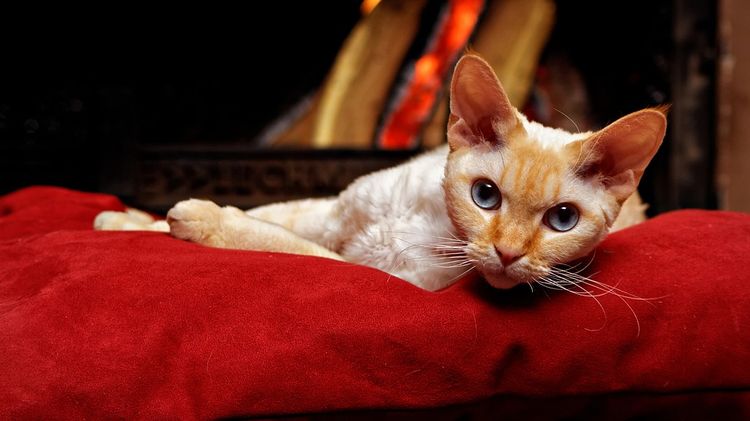 Gato sobre un cojín rojo