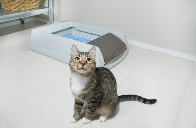 Gato cerca de la bandeja