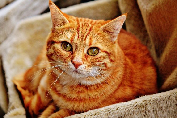Gato naranja en una caja