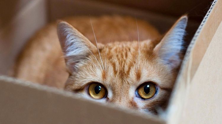 El gato se esconde en una caja