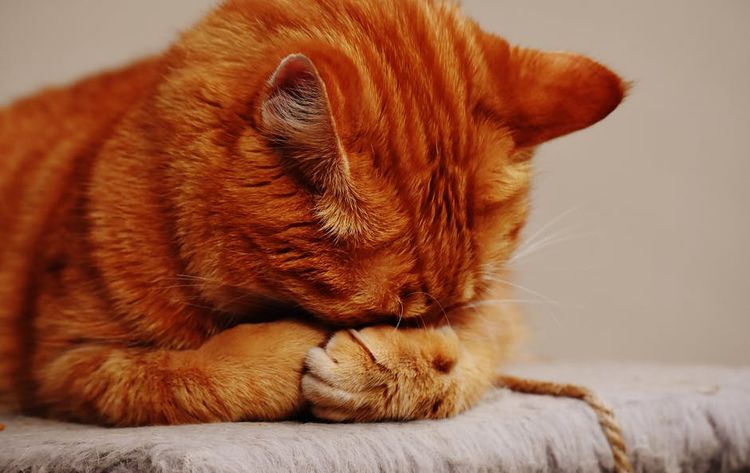 El gato se cubrió el hocico con las patas