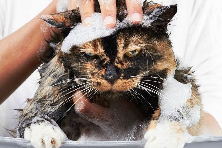 Se lava al gato con champú