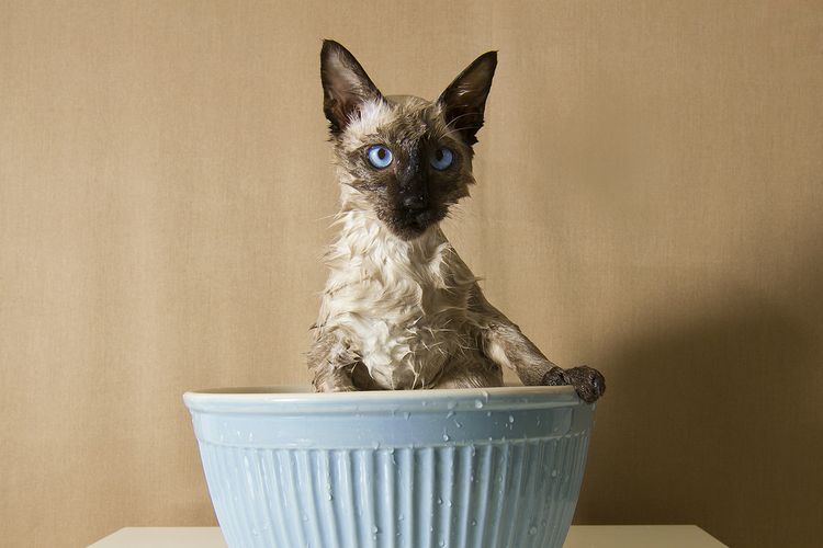 Gato siamés en un barreño con agua