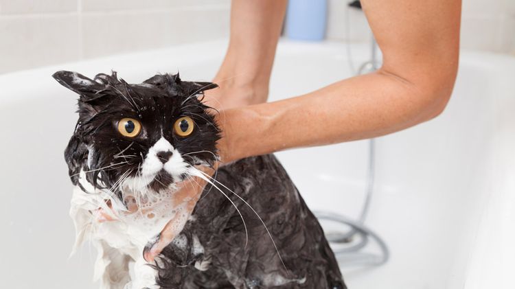 Gato asustado bañándose