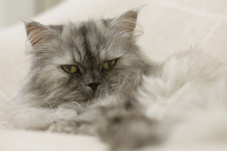 Gato viejo