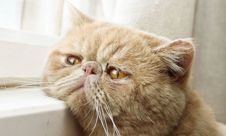Gato persa viejo