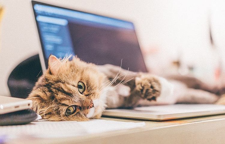 Un gato sobre la mesa