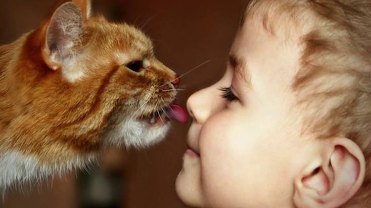 Un gato naranja lame la nariz de un niño