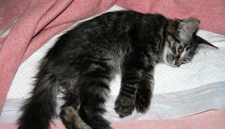Gato tumbado sobre un empapador