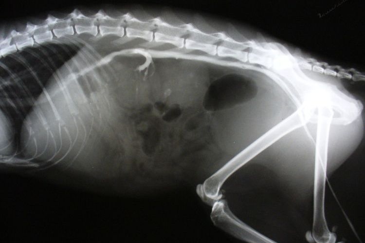 Radiografía de gato